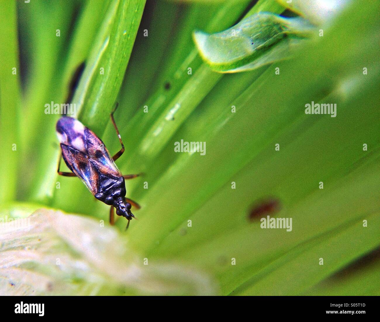 Close up of a common flower bug - Smartphone Captured Stock Image