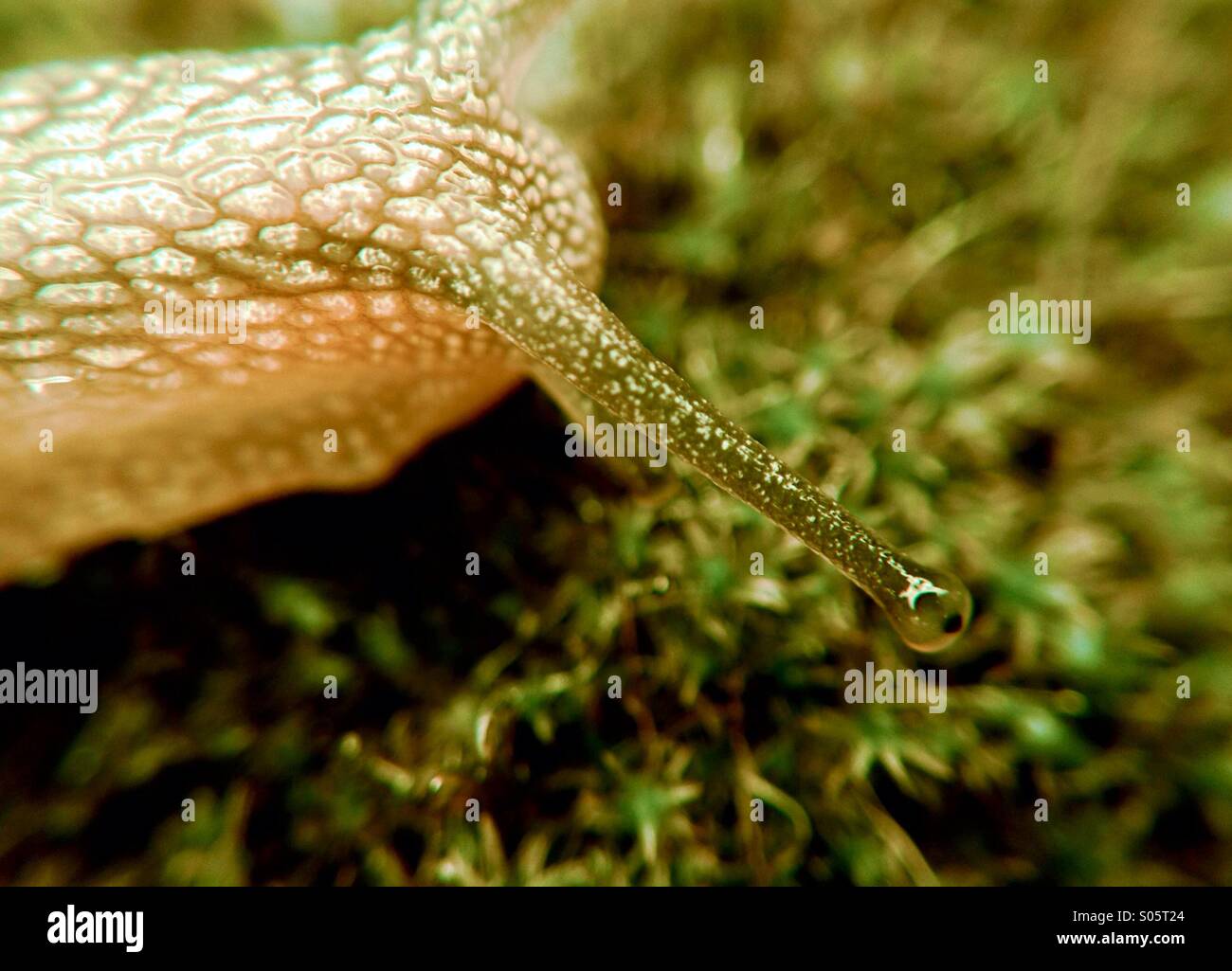 Close up of a snails head and eye Stock Photo - Alamy