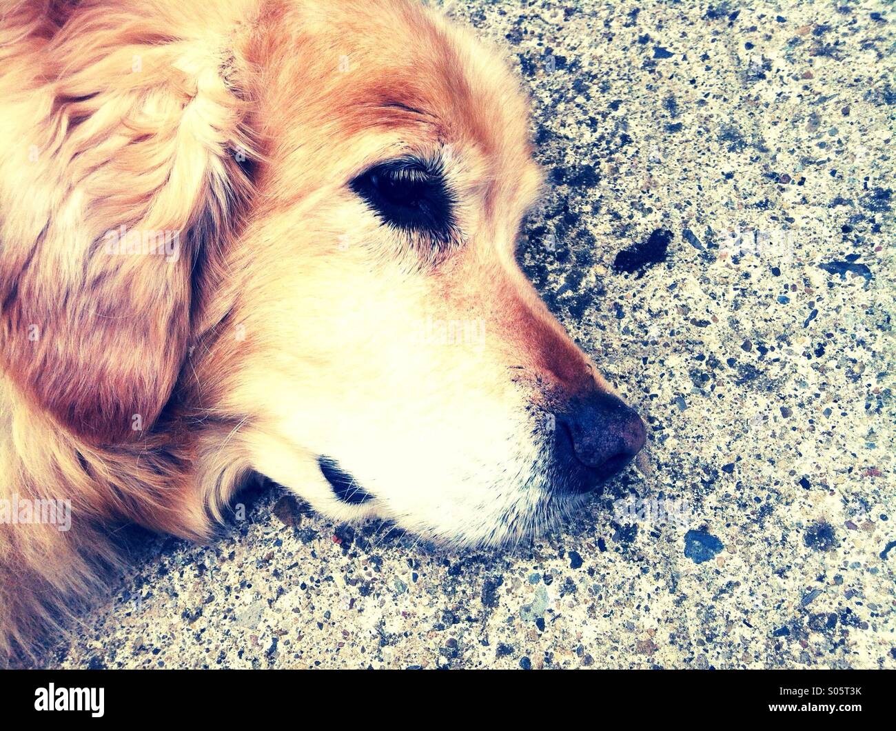 Golden Retriever Dog Stock Photo