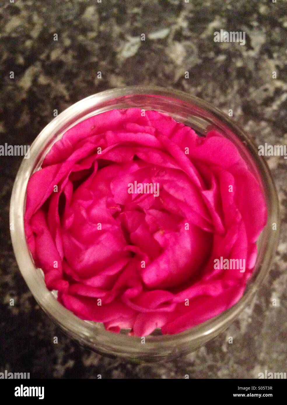 Pink rose in a circular glass in abstract back ground Stock Photo - Alamy
