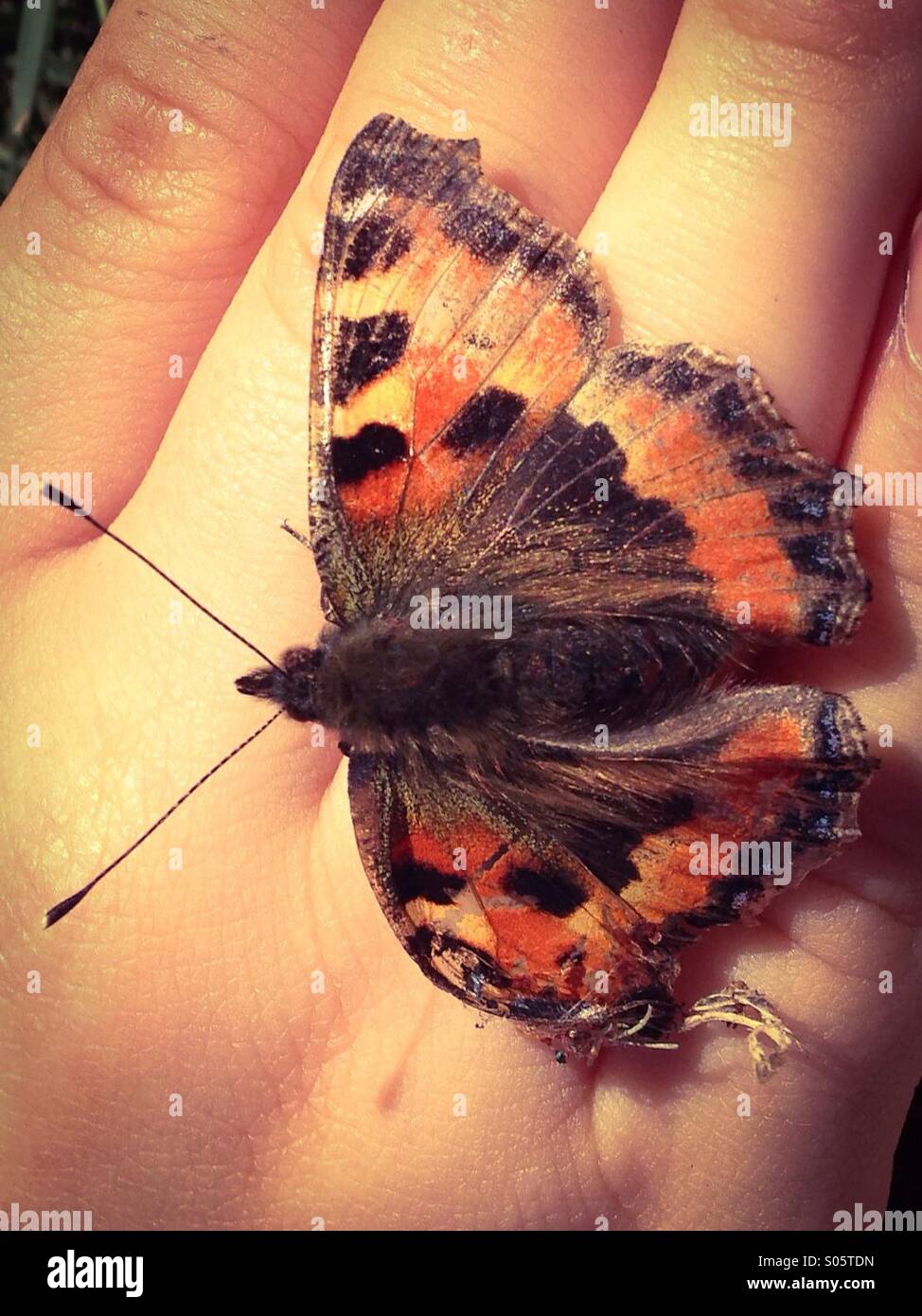 Injured butterfly on hand Stock Photo
