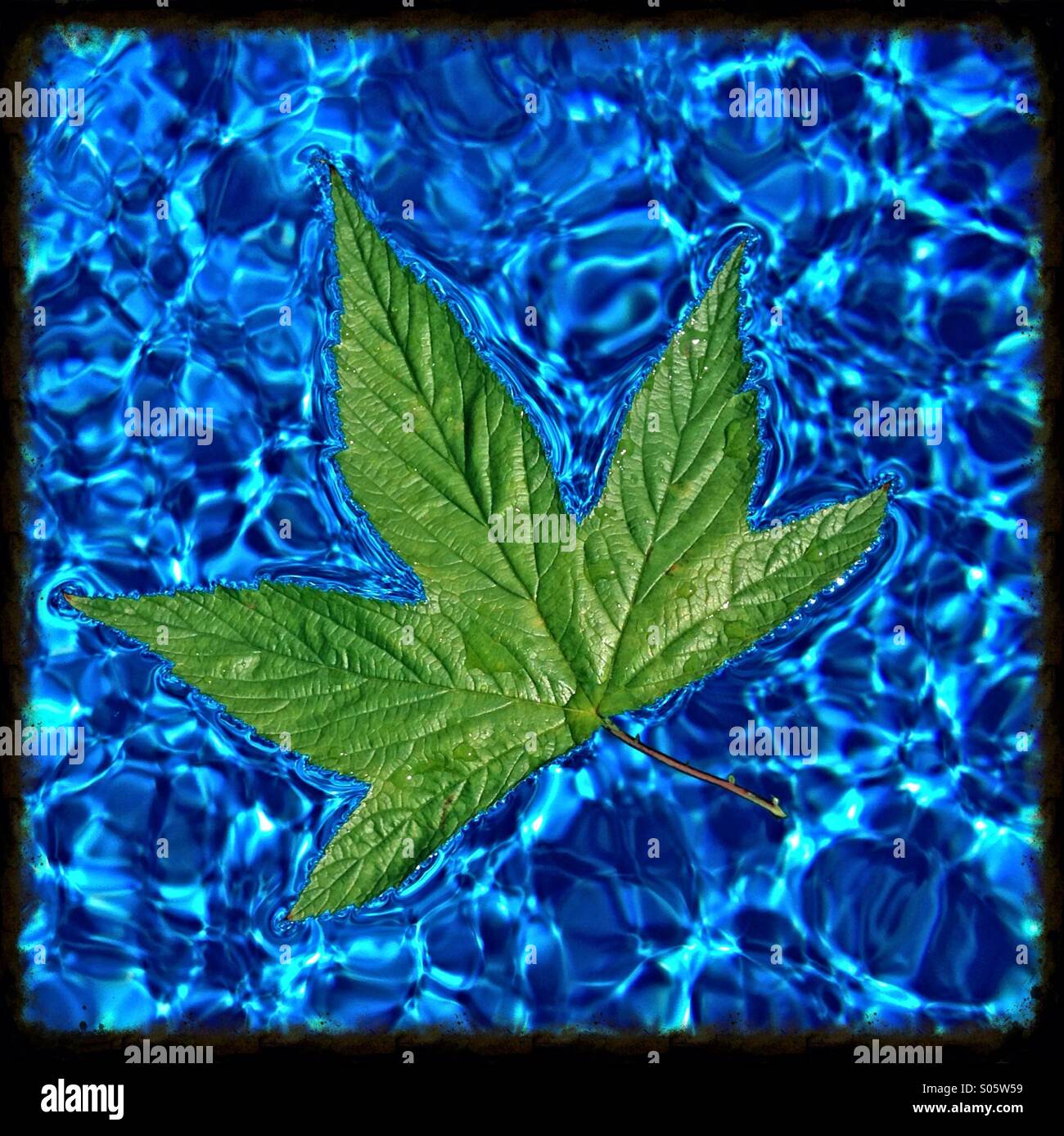 Green leaf floating on water Stock Photo