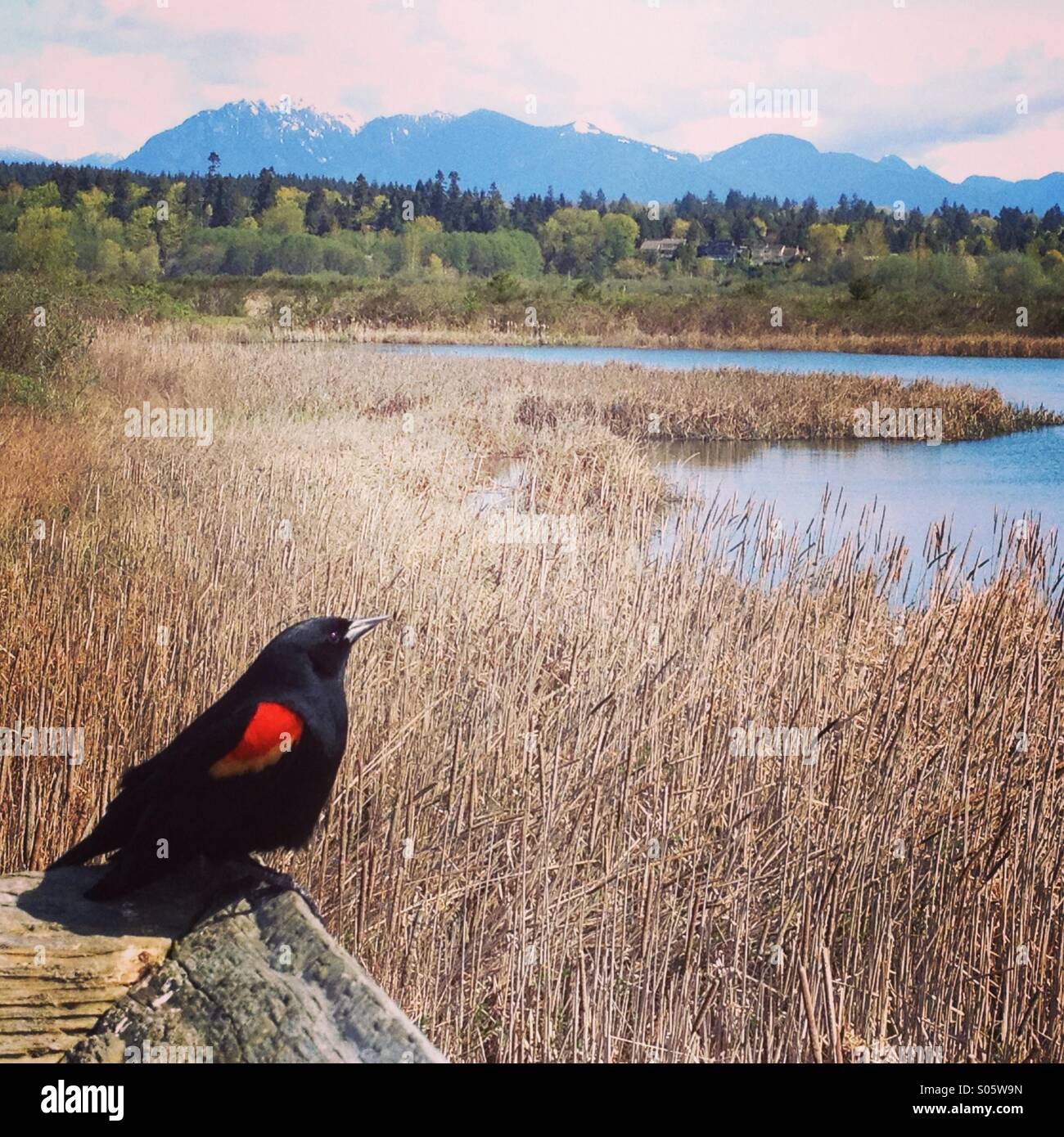 Iona Beach Park Richmond, BC Canada Stock Photo Alamy