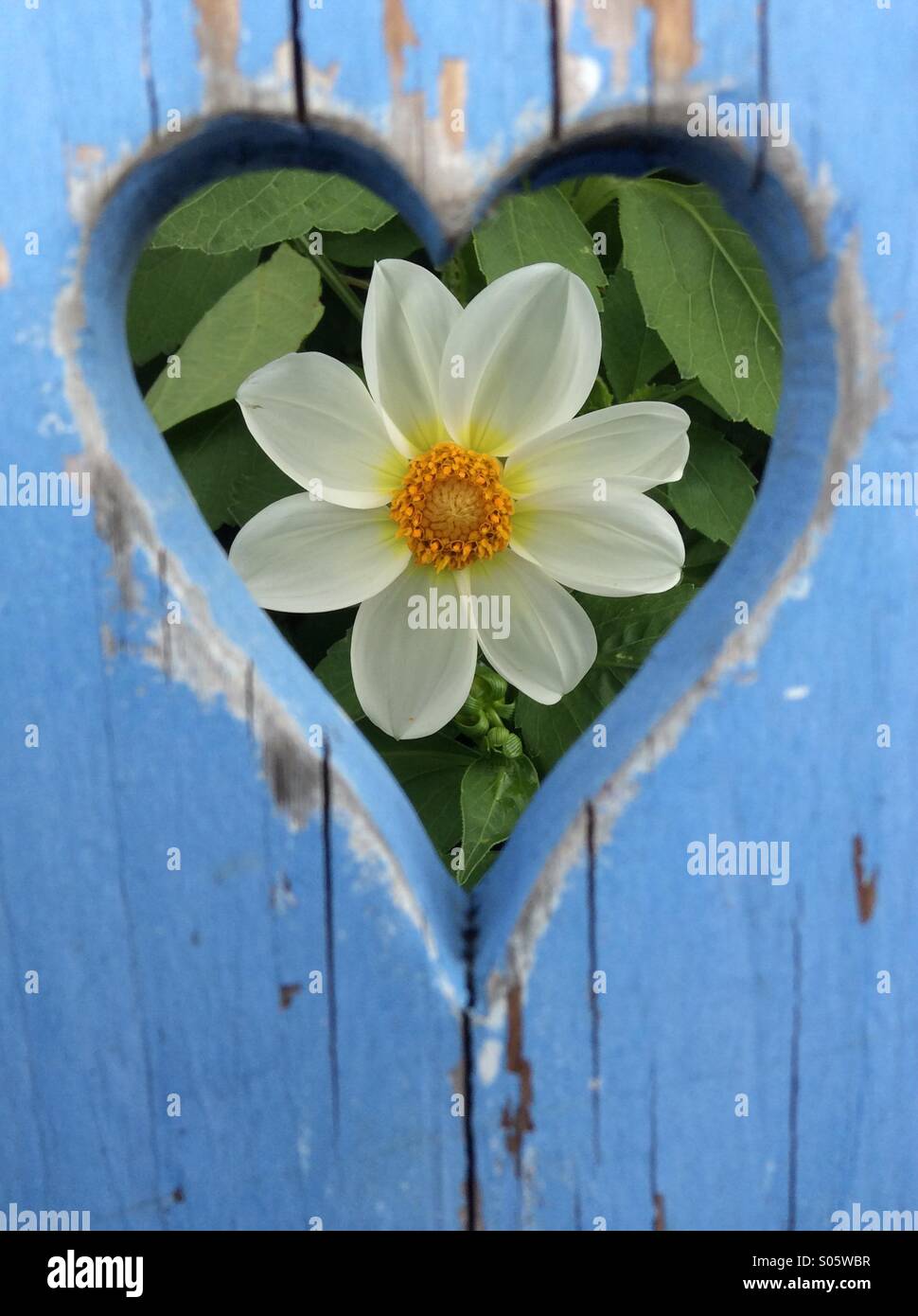 Garden dahlia viewed through heart shaped opening in chair back Stock Photo