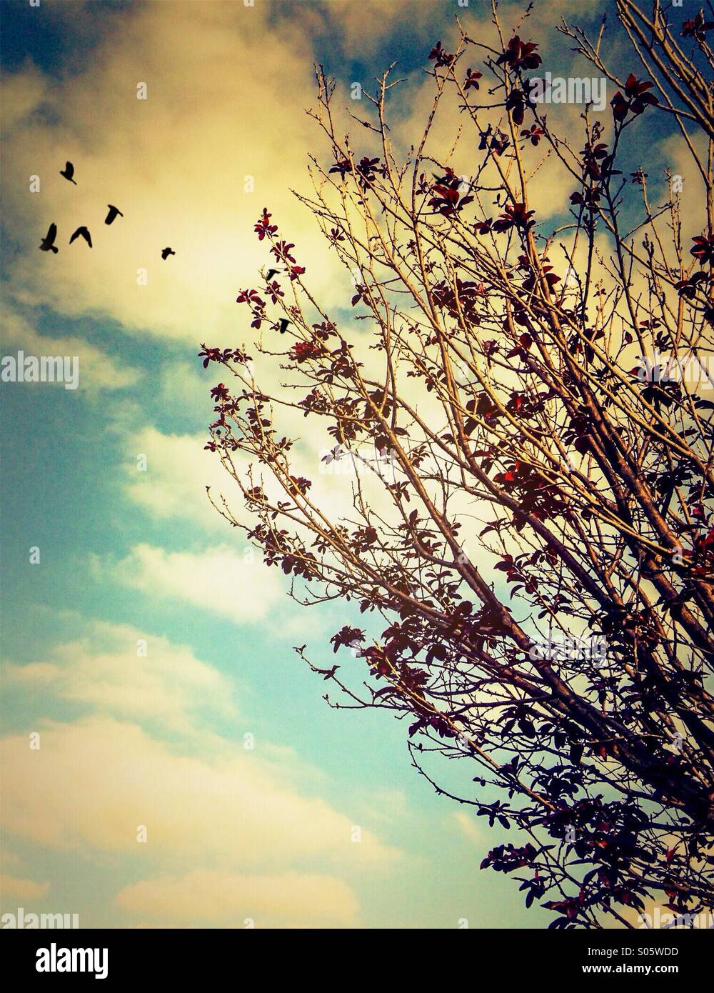 Black plum blossom tree hires stock photography and images Alamy