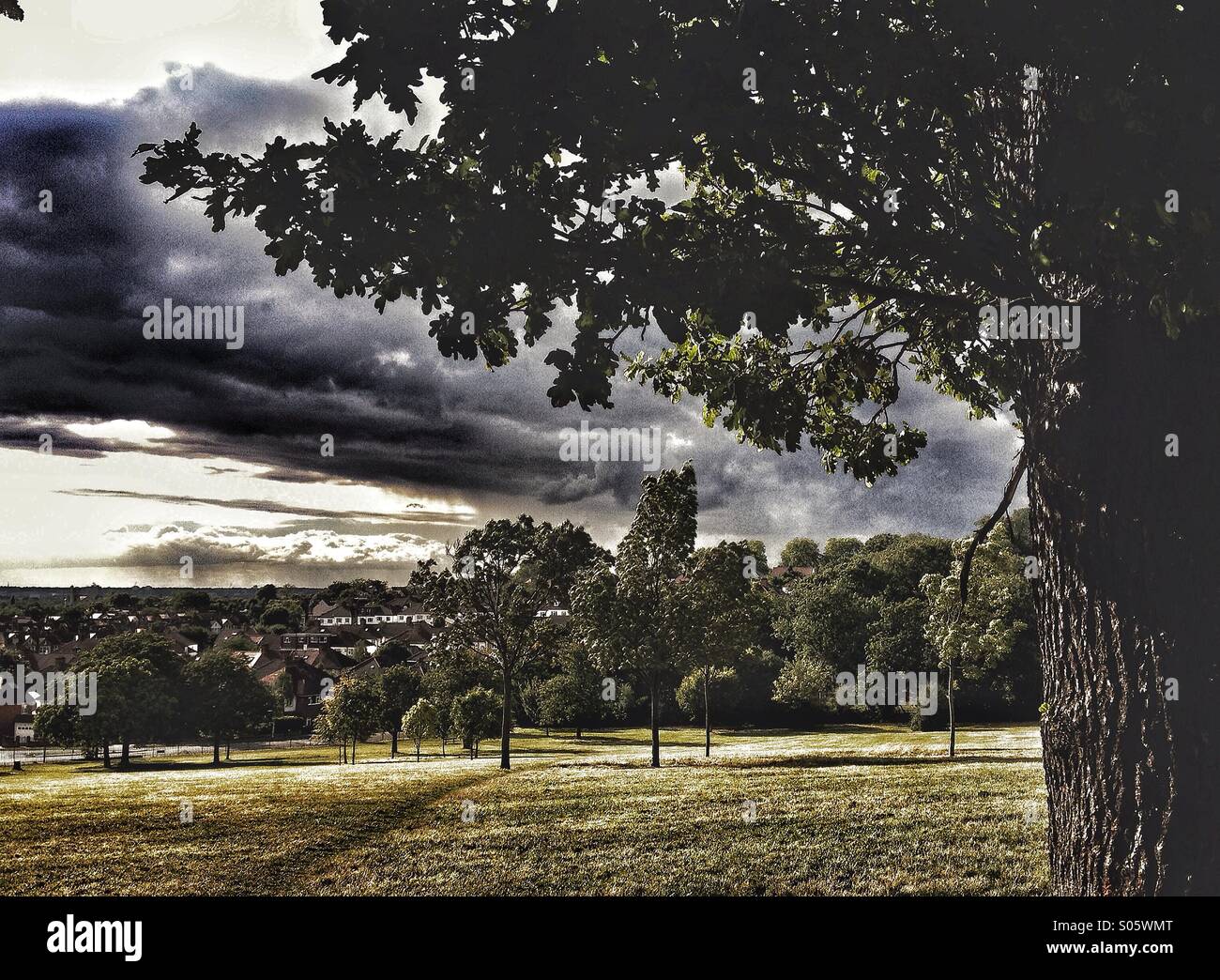 Tree in a park with storm clouds in background Stock Photo - Alamy