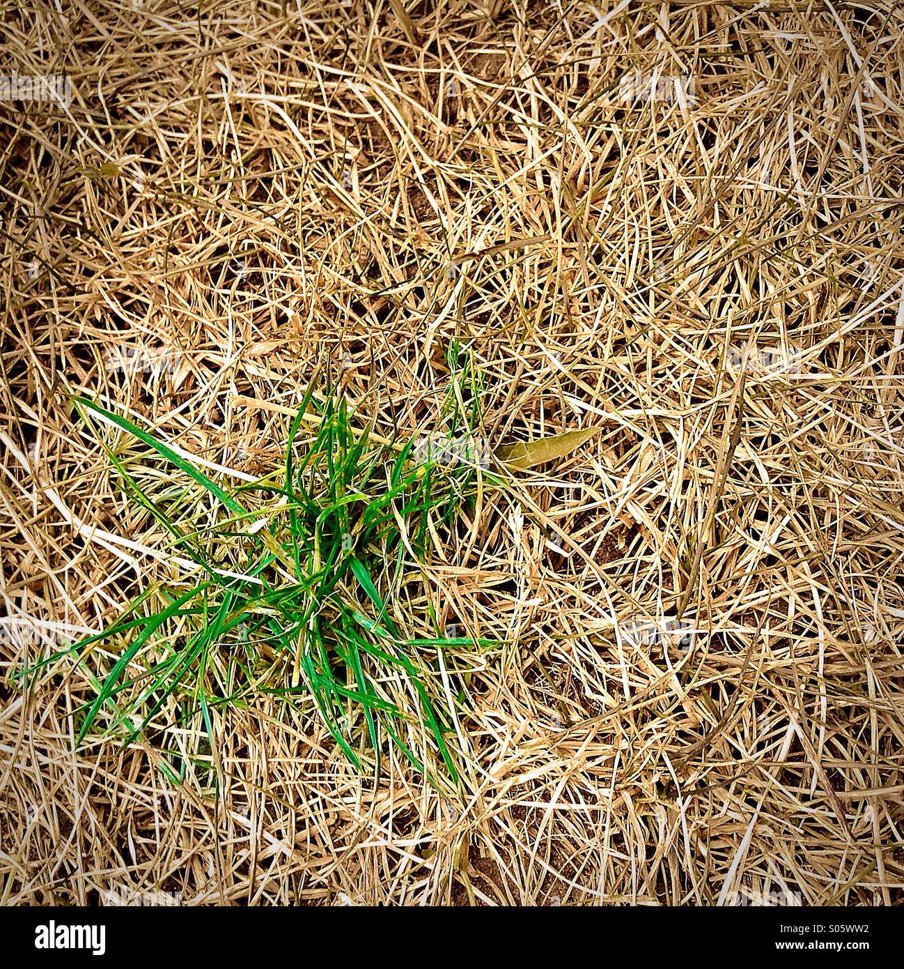 Drought tiny patch of green grass on a dry lawn Stock Photo Alamy