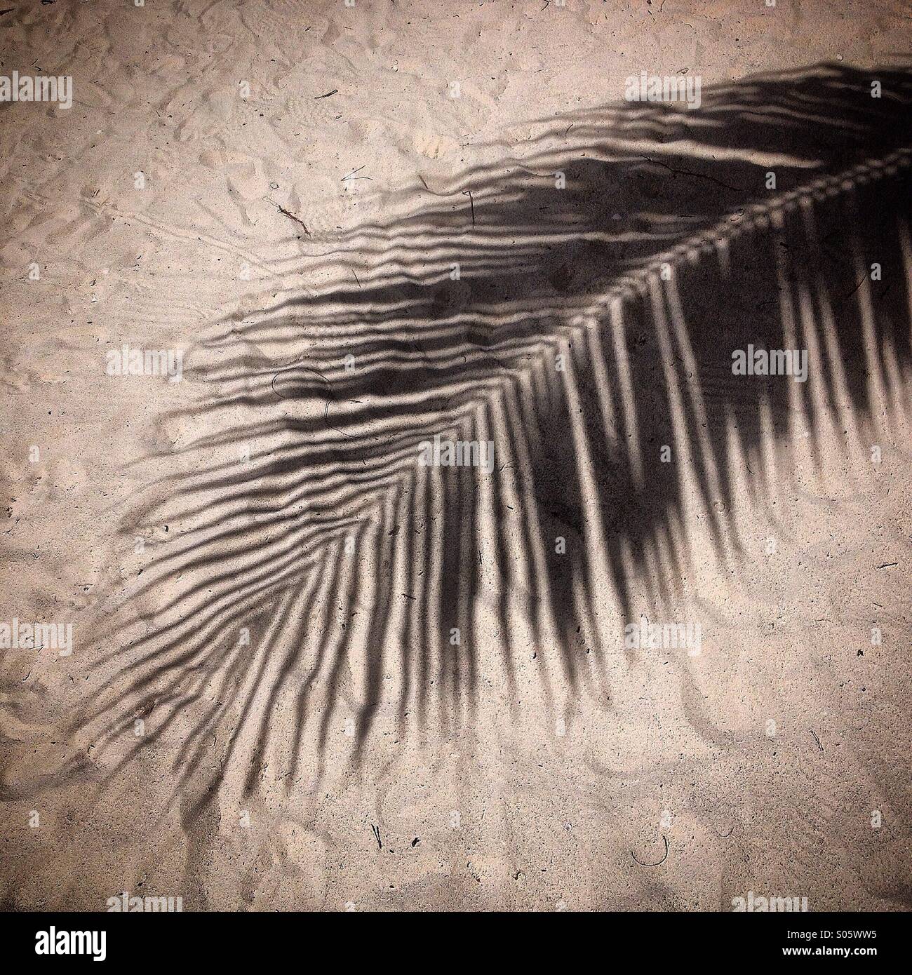 The shadow of a palm tree leaf cast in Holbox island, Quintana Roo, Mexico - Smartphone Captured Stock Image