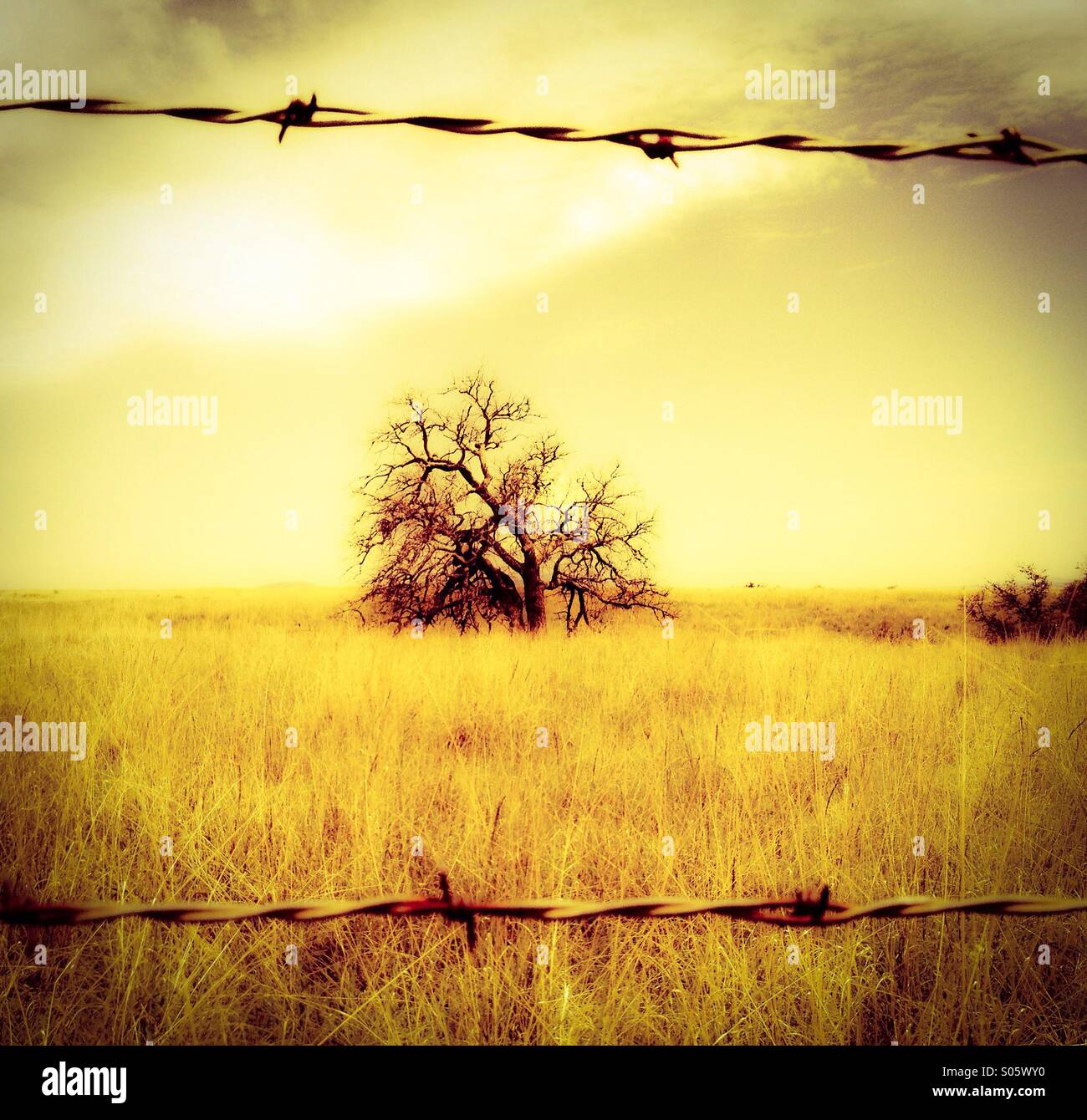 A lone tree and barbed wire near the Arizona and Mexico border. Stock Photo
