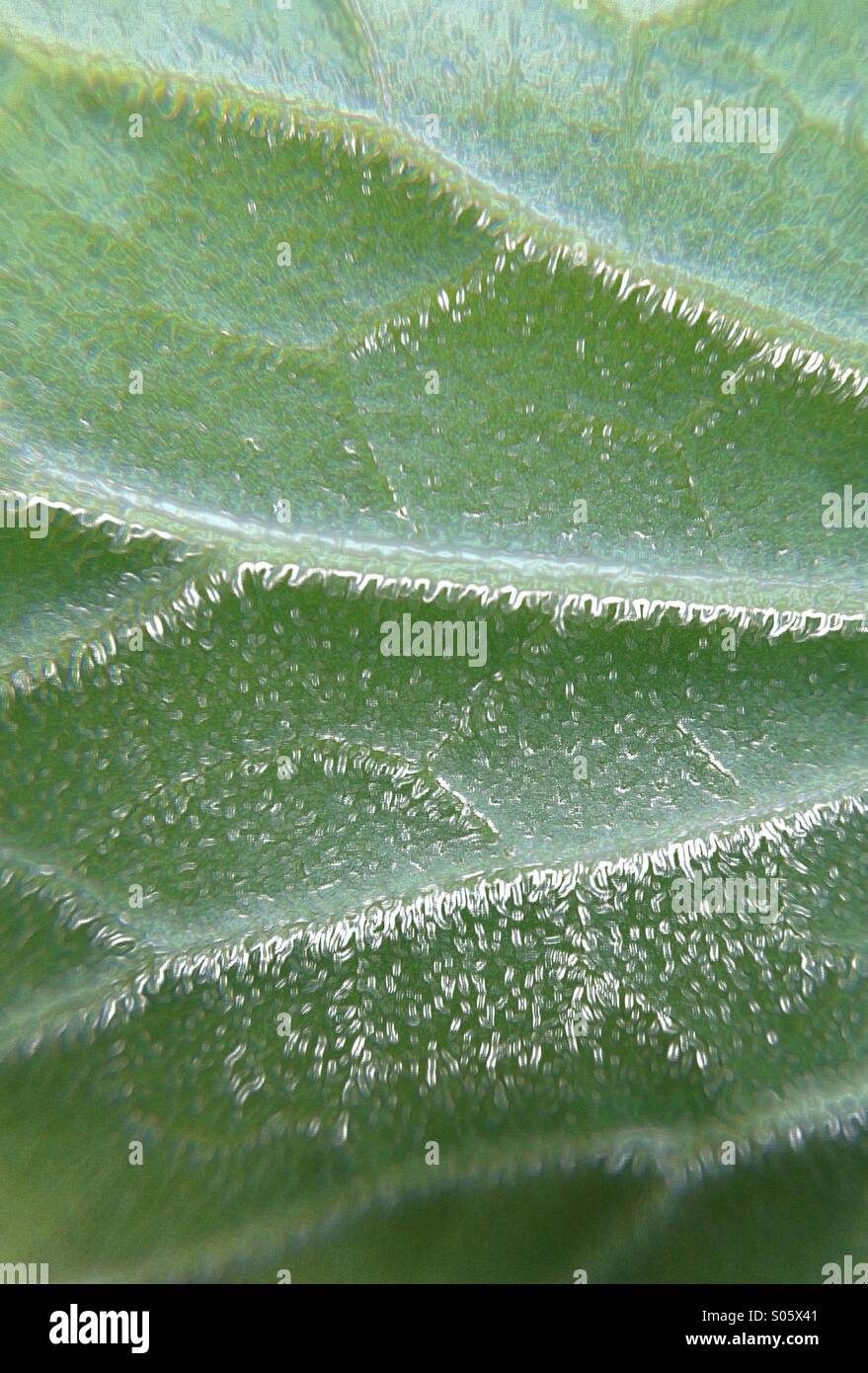Close up of a cat mint leaf - Smartphone Captured Stock Image