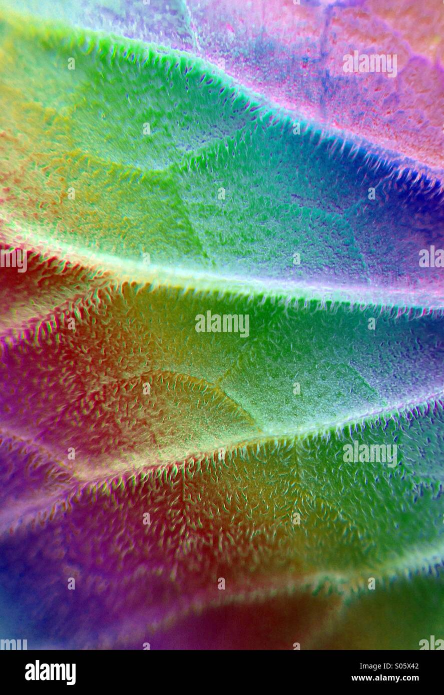 Rainbow effect on cat mint leaf - Smartphone Captured Stock Image