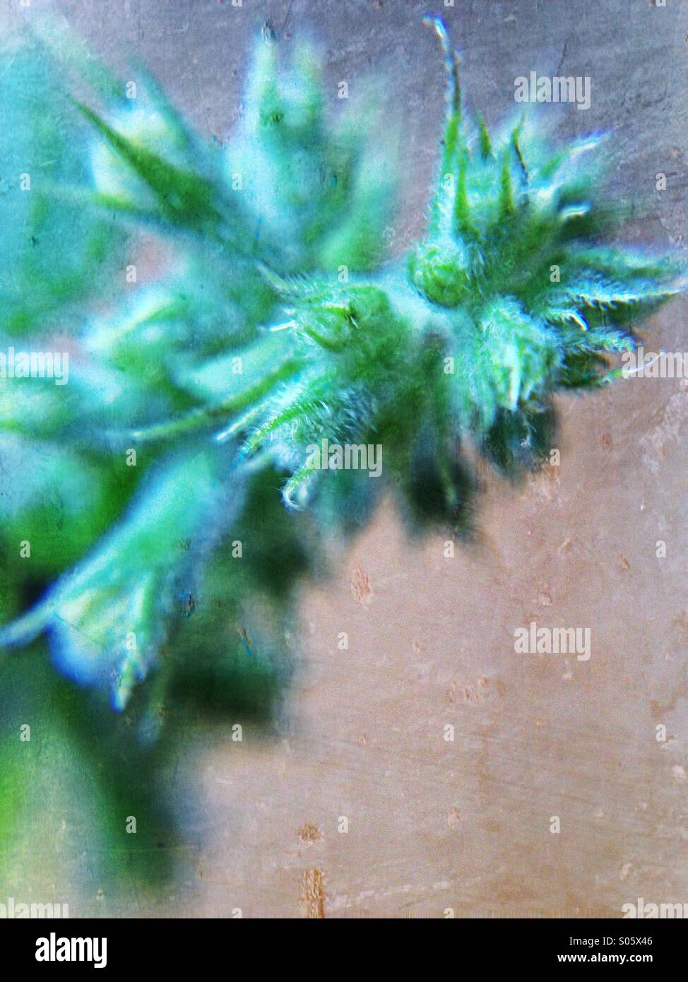 What Is Cat Mint Plant