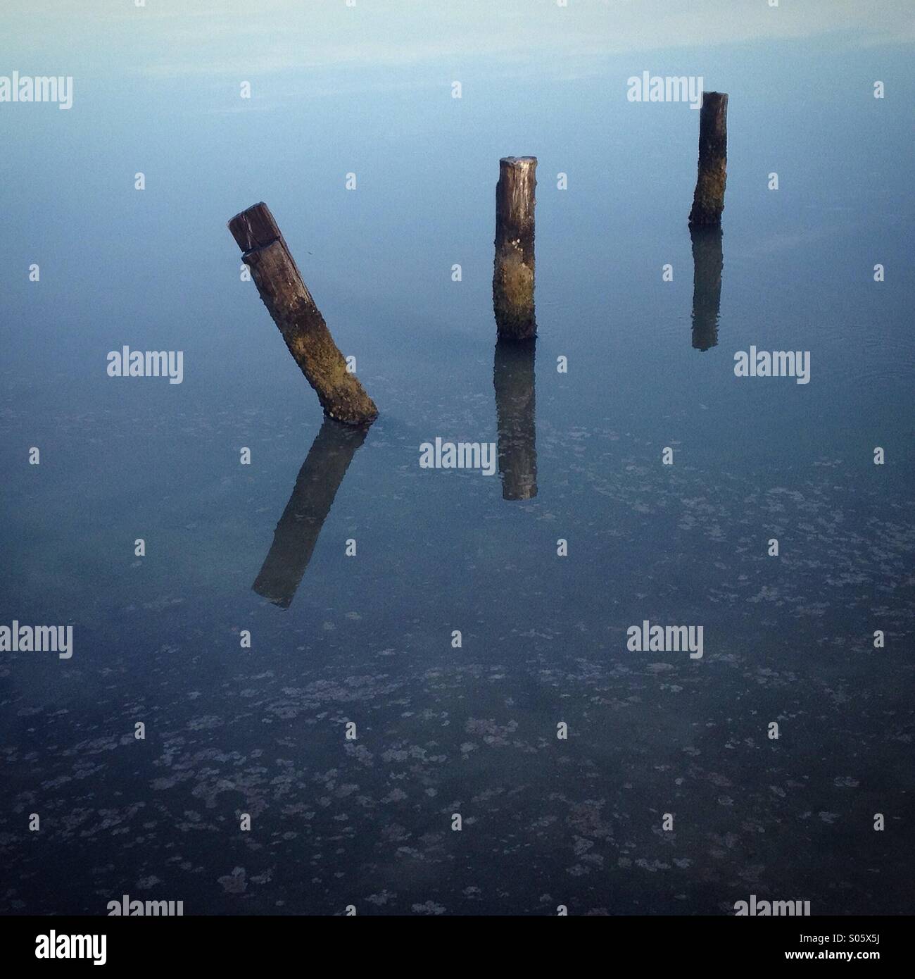 Reflection of three tree trunks in Holbox island, Quintana Roo, Yucatan peninsula, Mexico - Smartphone Captured Stock Image