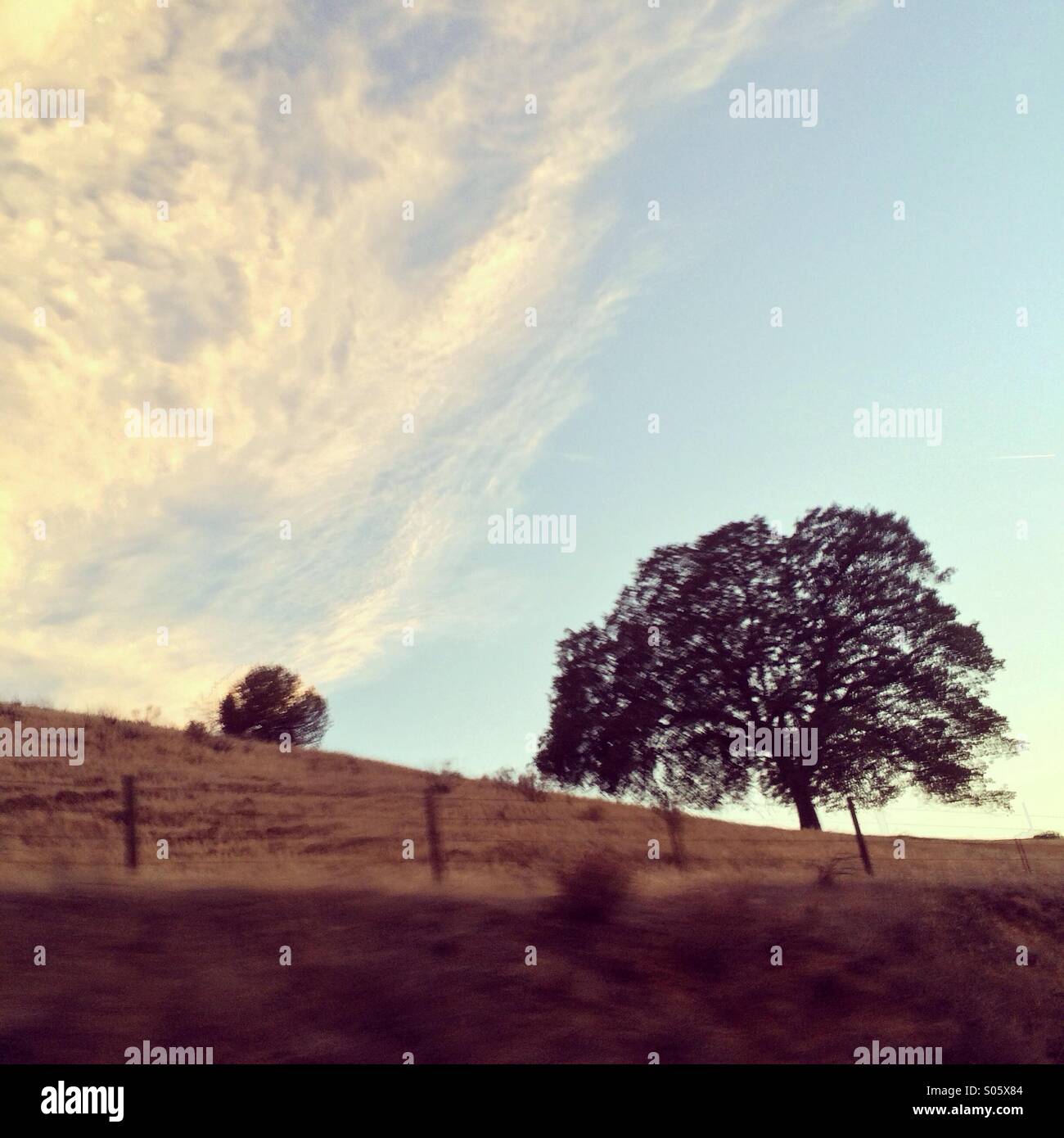 Oak tree on hillside in california - Smartphone Captured Stock Image