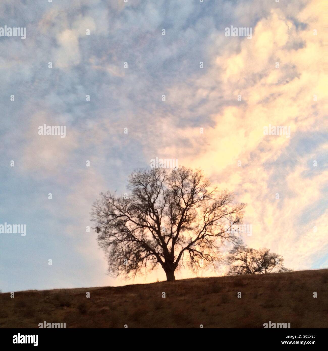 Sunset clouds with oak tree - Smartphone Captured Stock Image