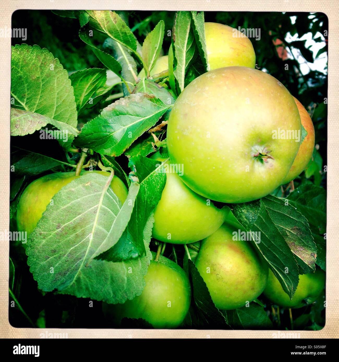 Apples on an apple tree - Smartphone Captured Stock Image