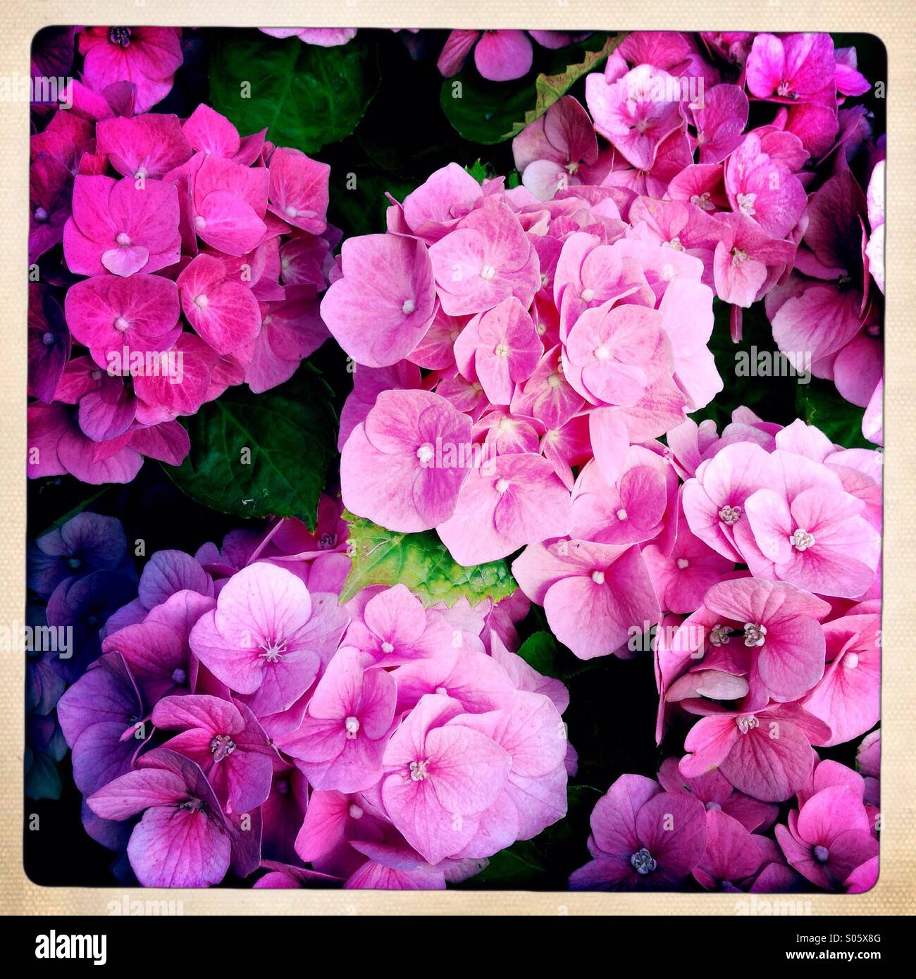 Hydrangeas in full flower - Smartphone Captured Stock Image