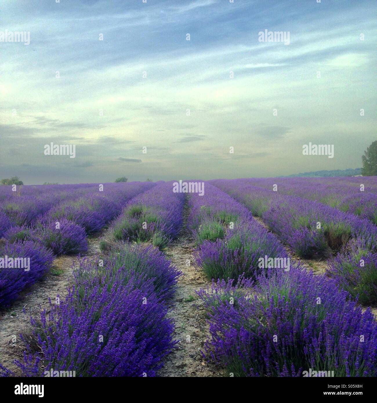 Lavender field and brooding sky - Smartphone Captured Stock Image