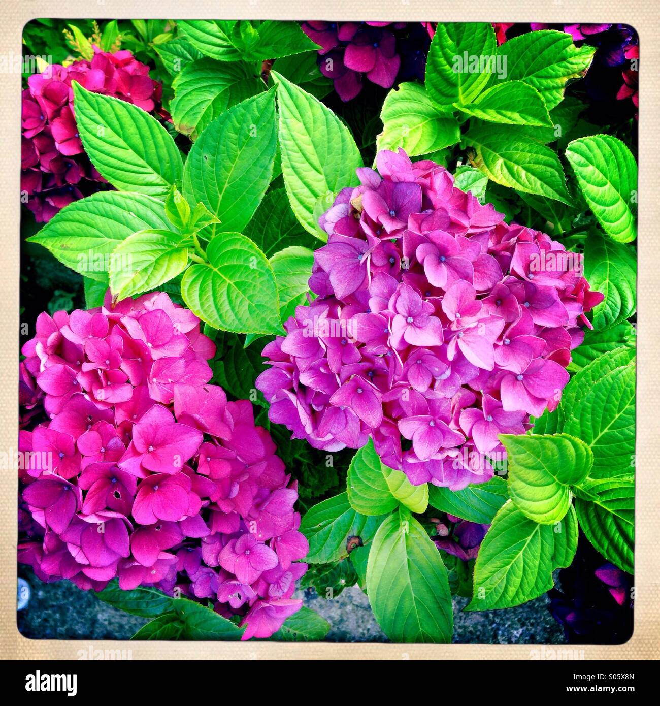 Deep pink hydrangea in flower - Smartphone Captured Stock Image