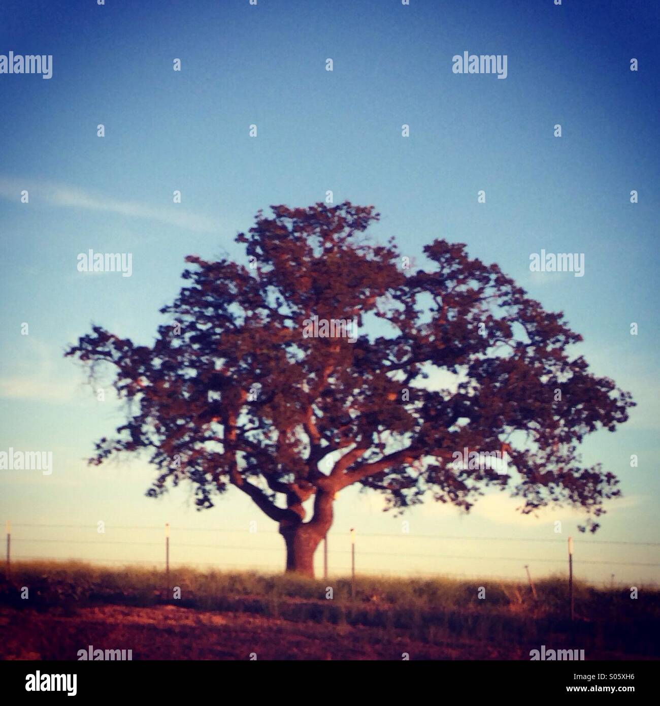 Oak tree at dusk - Smartphone Captured Stock Image