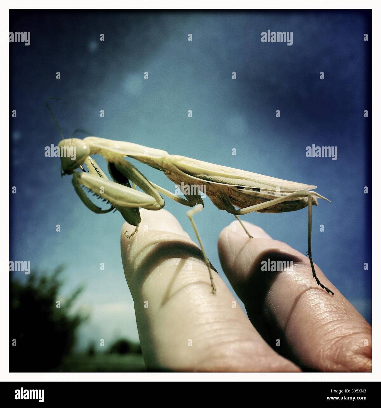 Praying mantis on a man's hand. Stanislaus county, California, USA Stock Photo Alamy