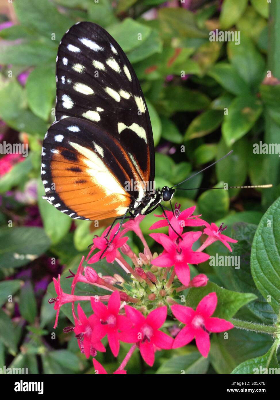 A heliconius butterfly feeds on nectar from a pentas flower Stock Photo