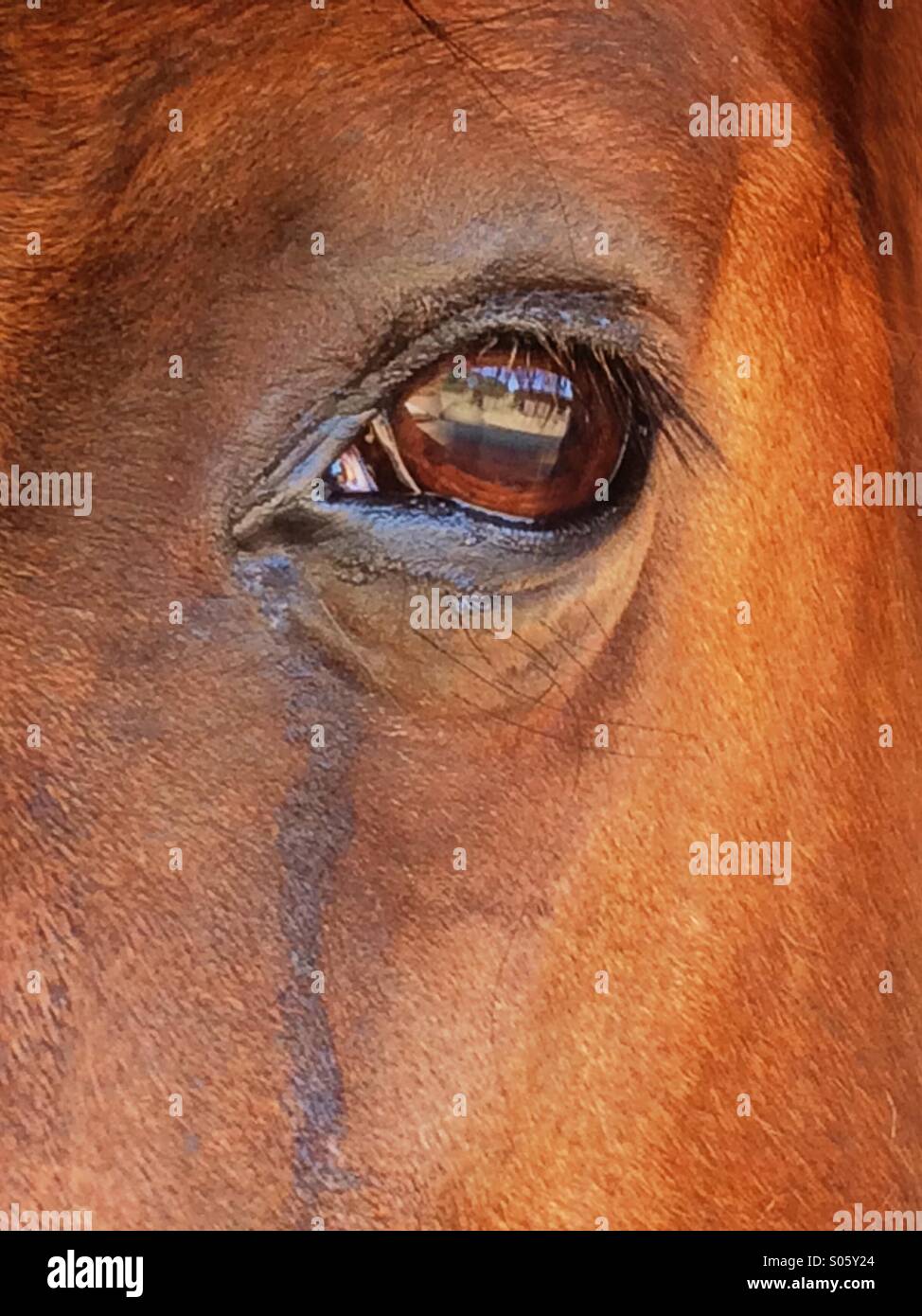Horse tears Stock Photo