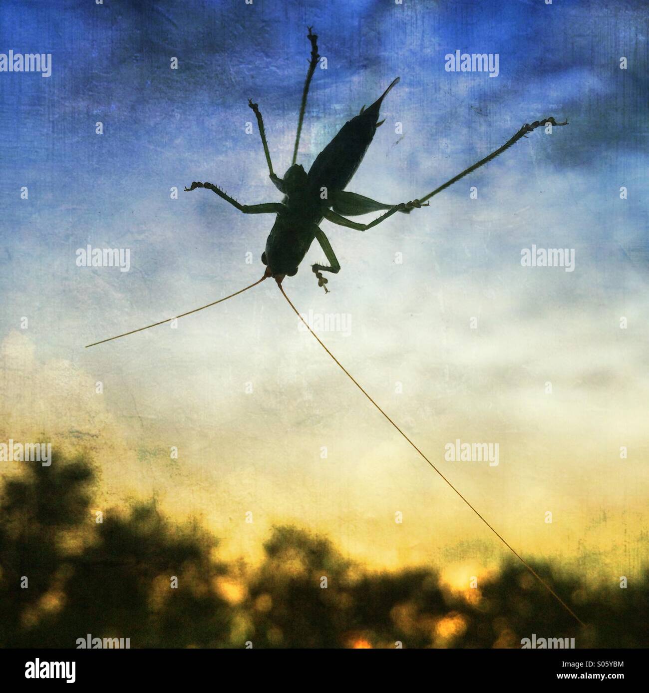 Silhouette of a grasshopper against an evening sky Stock Photo