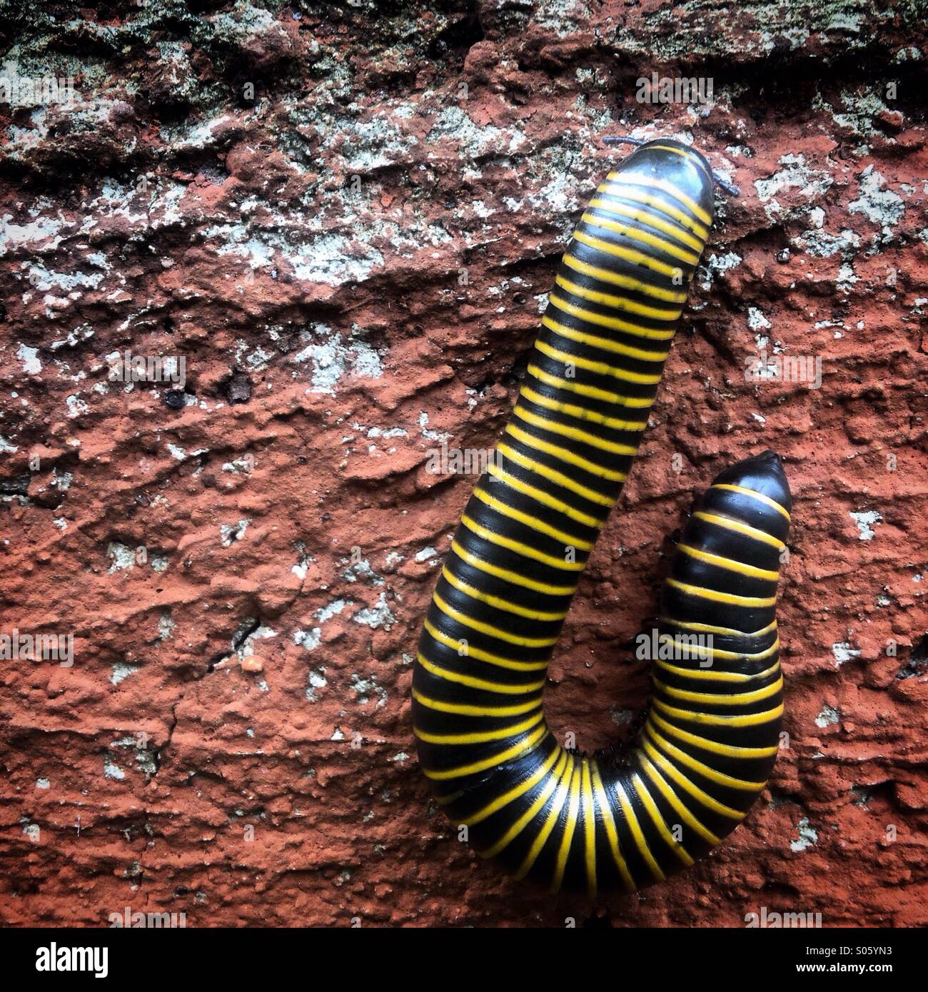 A black and white earthworm crawls on a wall in Yucatan, Mexico - Smartphone Captured Stock Image