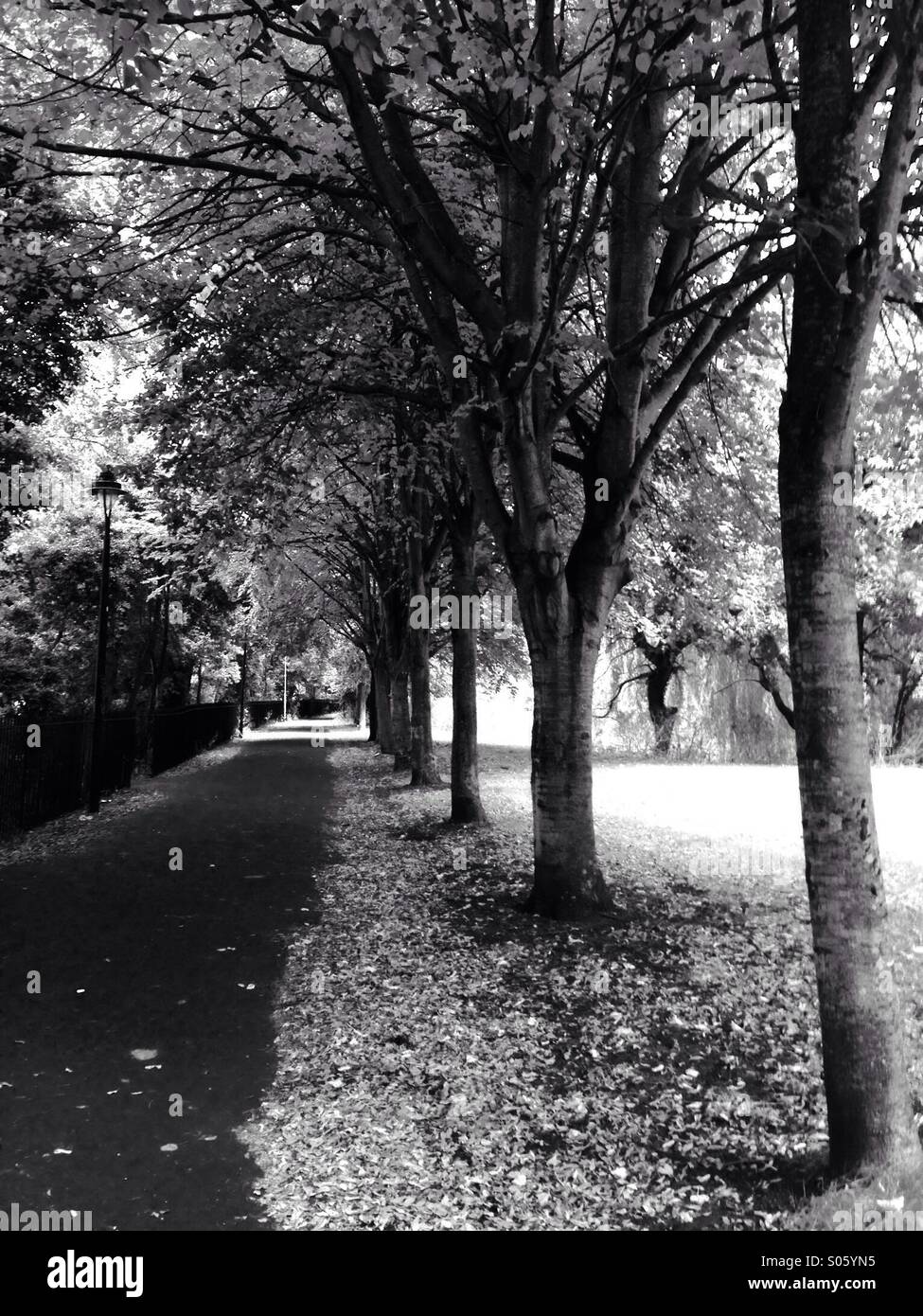 Autumnal tree lined walk in black and white Stock Photo