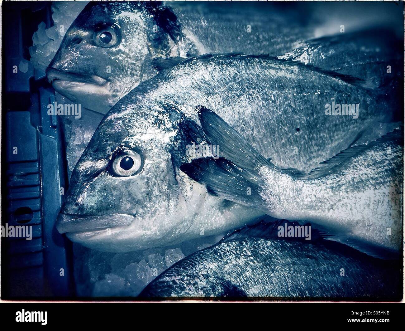 Fish market in Barcelona - Smartphone Captured Stock Image