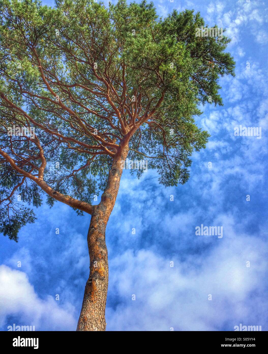 Fir tree against a summer sky Stock Photo