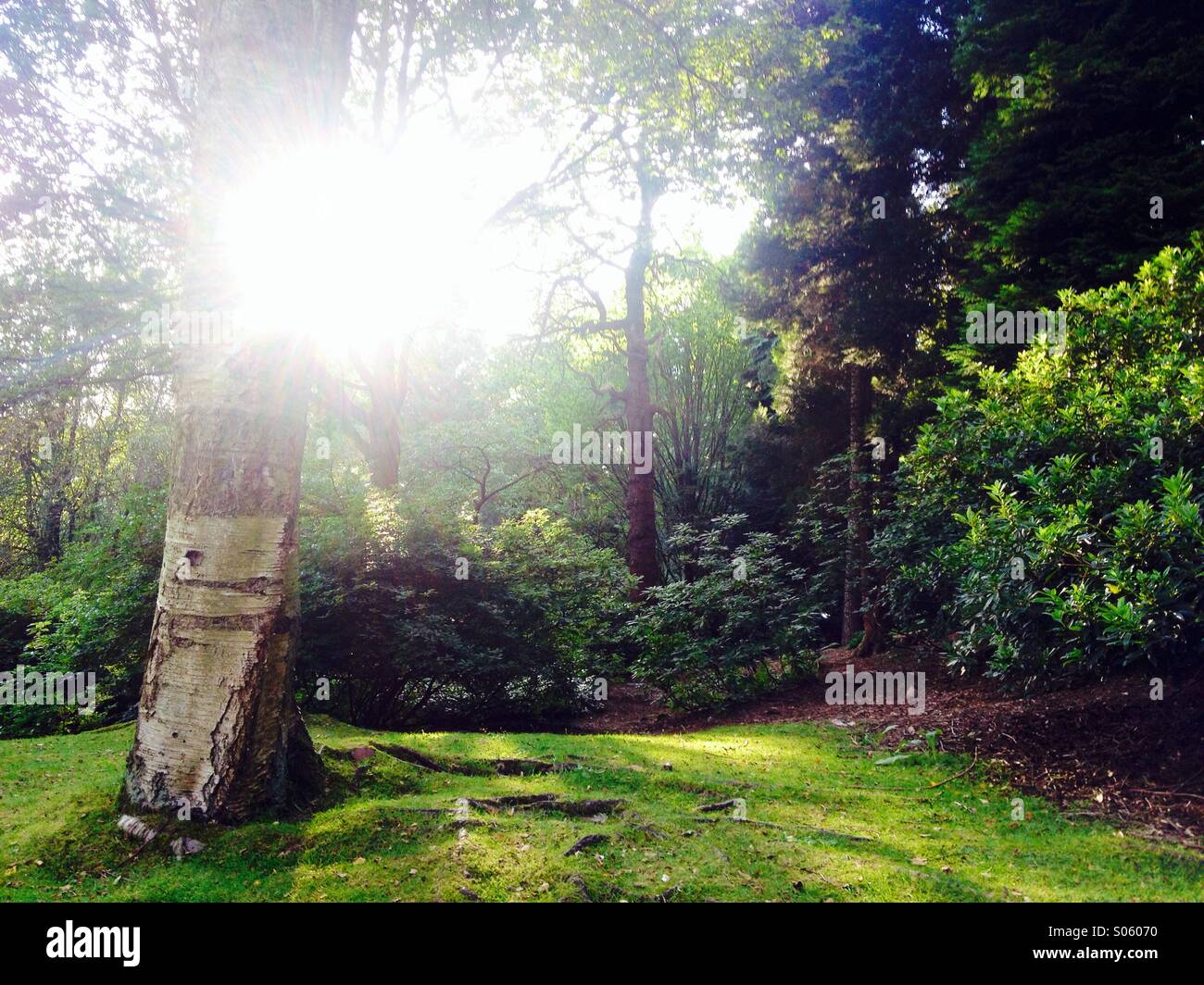 Sun shining through woodland trees Stock Photo