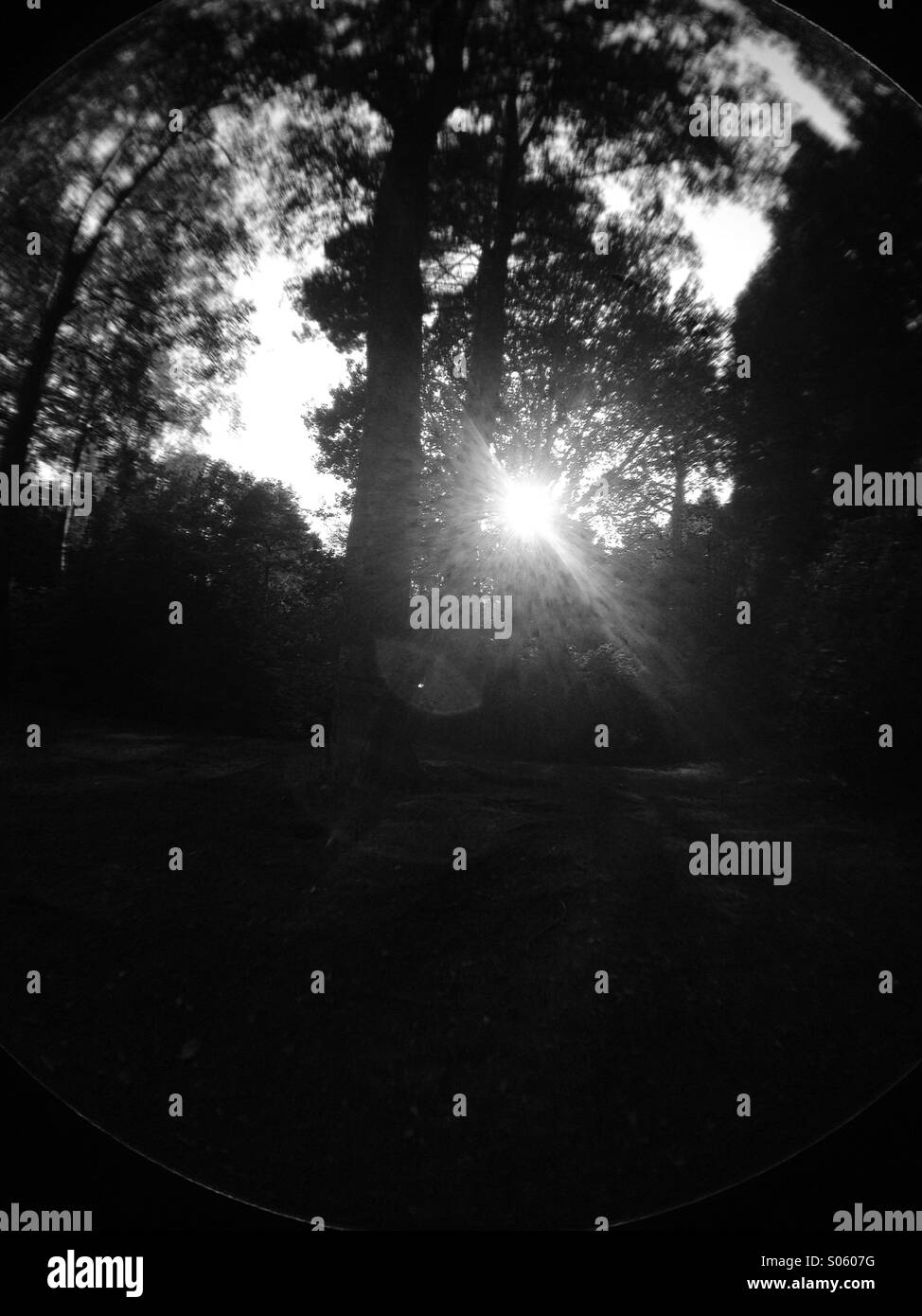 Sun shining through woodland trees seen through a fish eye lens - Smartphone Captured Stock Image
