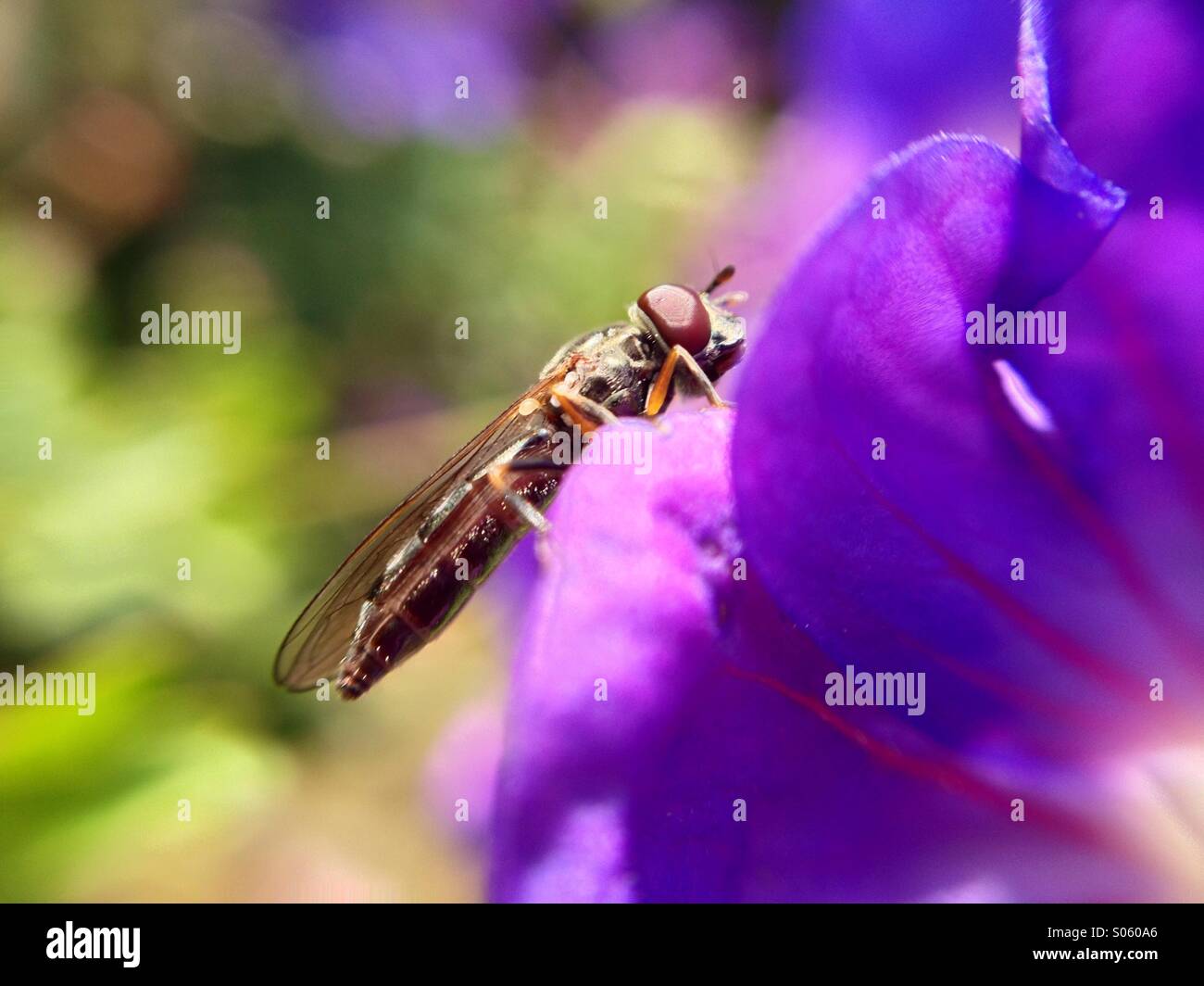Hover fly on a flower - Smartphone Captured Stock Image