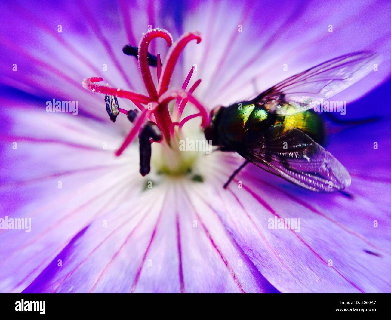 Fly in the centre of a flower - Smartphone Captured Stock Image