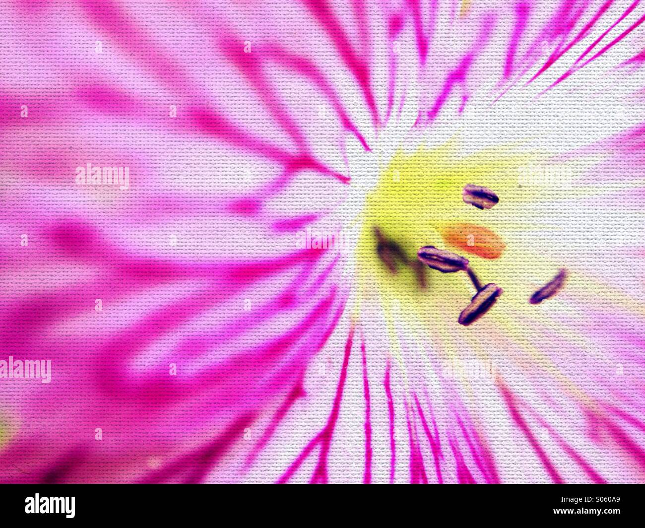 Stamen in a flower - Smartphone Captured Stock Image