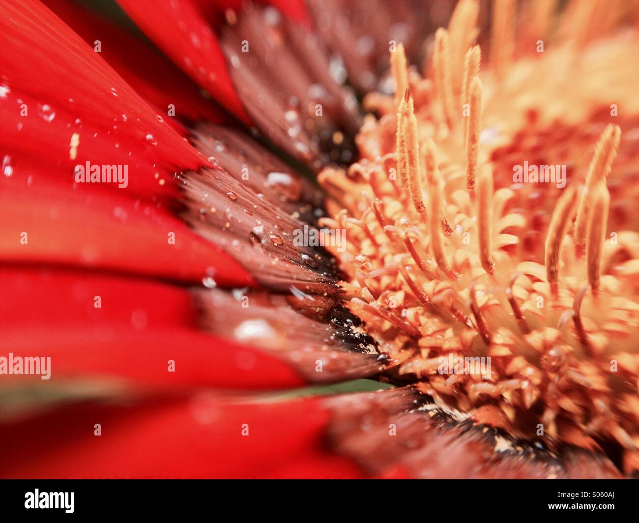 Macro view of a gazania flower head - Smartphone Captured Stock Image