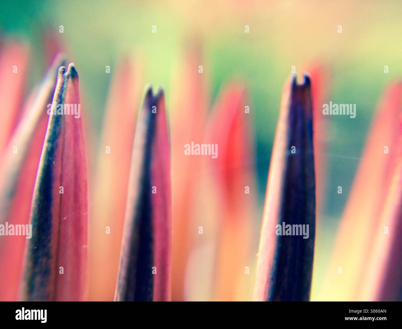 Close up view of gazania petals Stock Photo