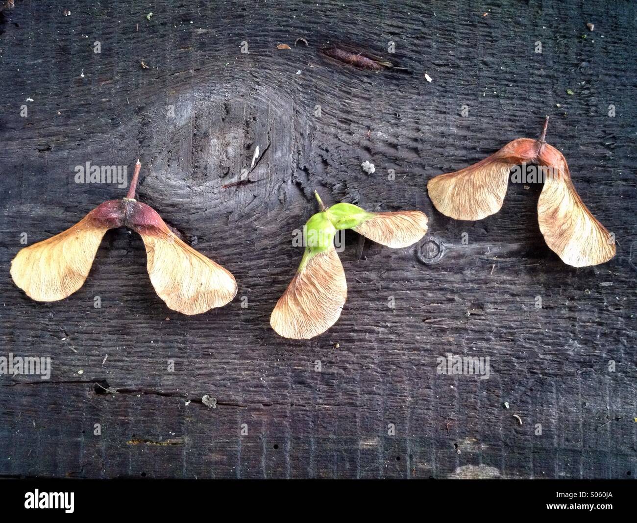 Sycamore seeds, or 'keys'. - Smartphone Captured Stock Image