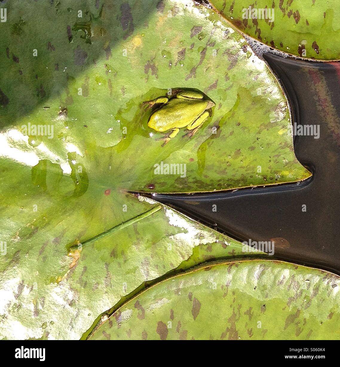 Green frog on a lily pad Stock Photo