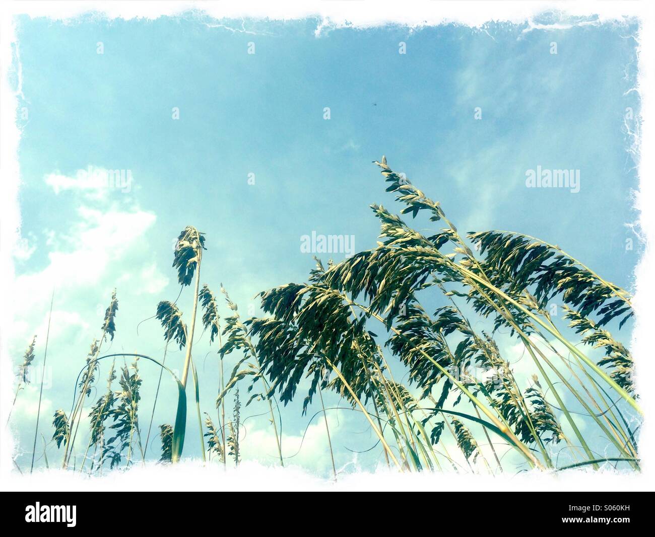 Protected sea oats the beach, Ponte Vedra Beach, Florida , USA. - Smartphone Captured Stock Image