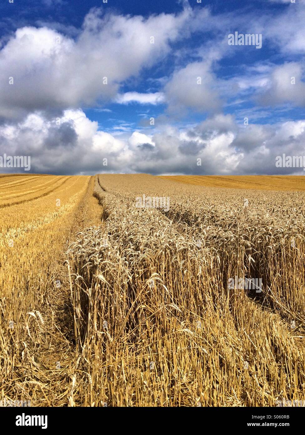 Harvest time - Smartphone Captured Stock Image