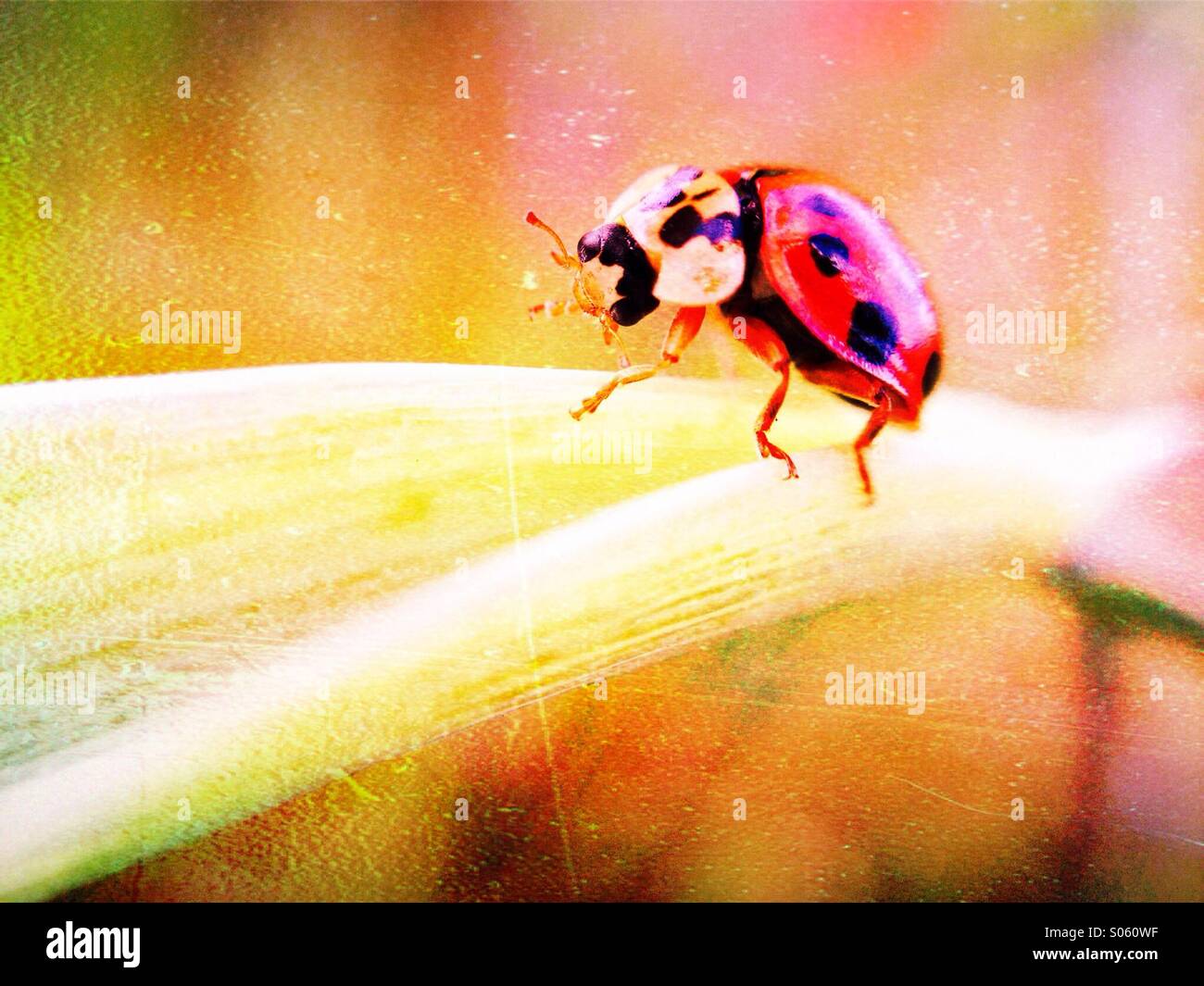Lady bird with overlaid canvas effect - Smartphone Captured Stock Image