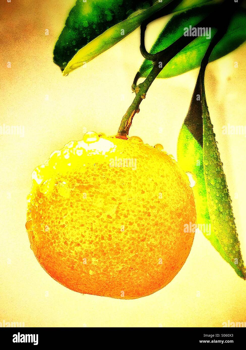 Orange tree - Smartphone Captured Stock Image