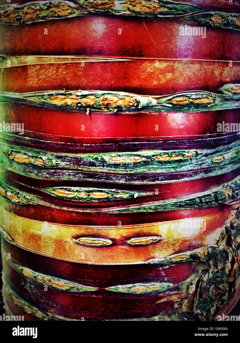 Bark detail - Smartphone Captured Stock Image