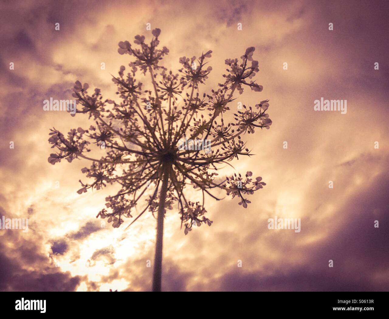 Free Free Queen Anne&#039;s Lace Svg 613 SVG PNG EPS DXF File