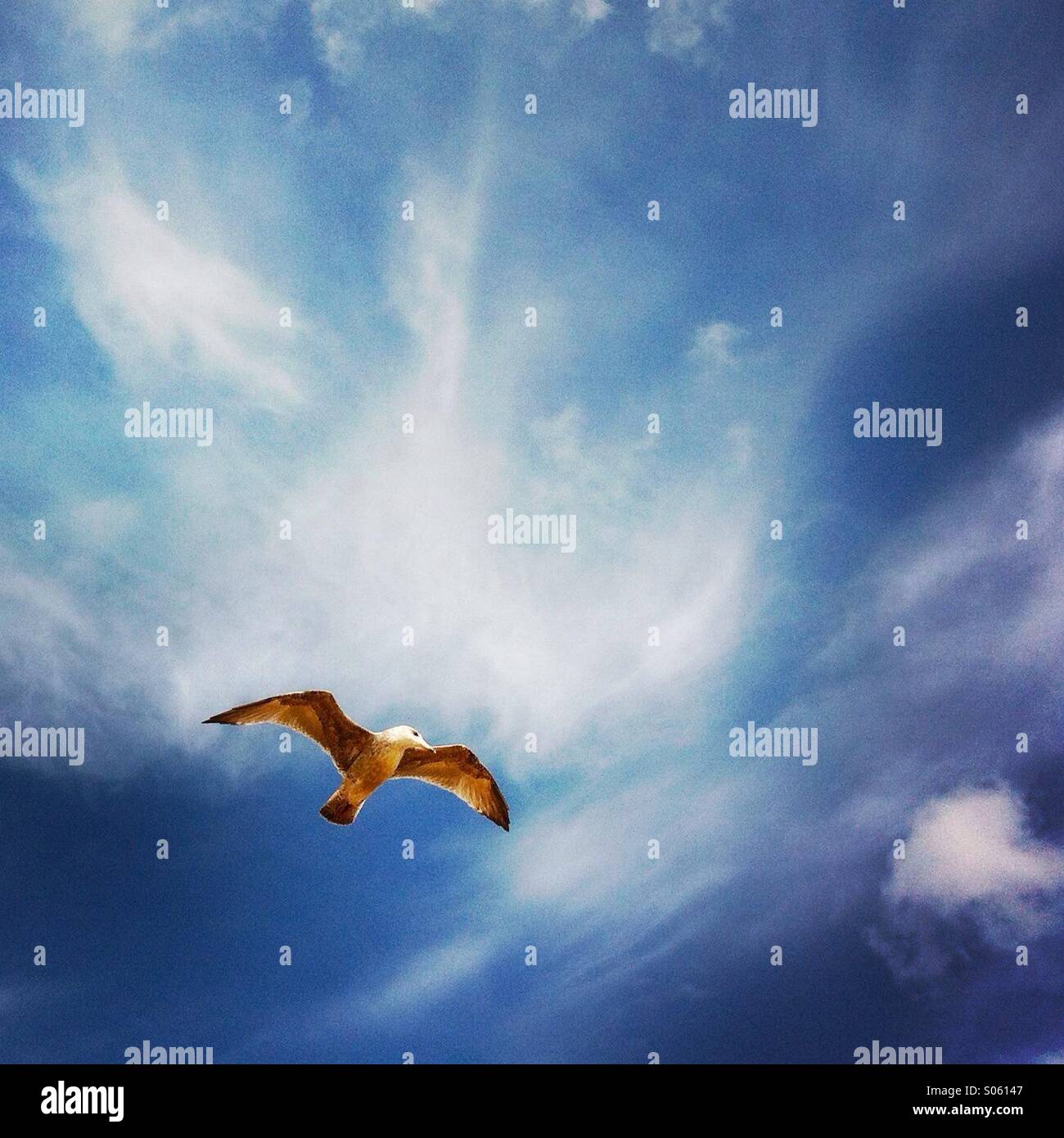 A seagull flying in the sky. Brighton England. UK. - Smartphone Captured Stock Image A seagull flying in the sky. Brighton England. UK. - Smartphone Captured Stock Image