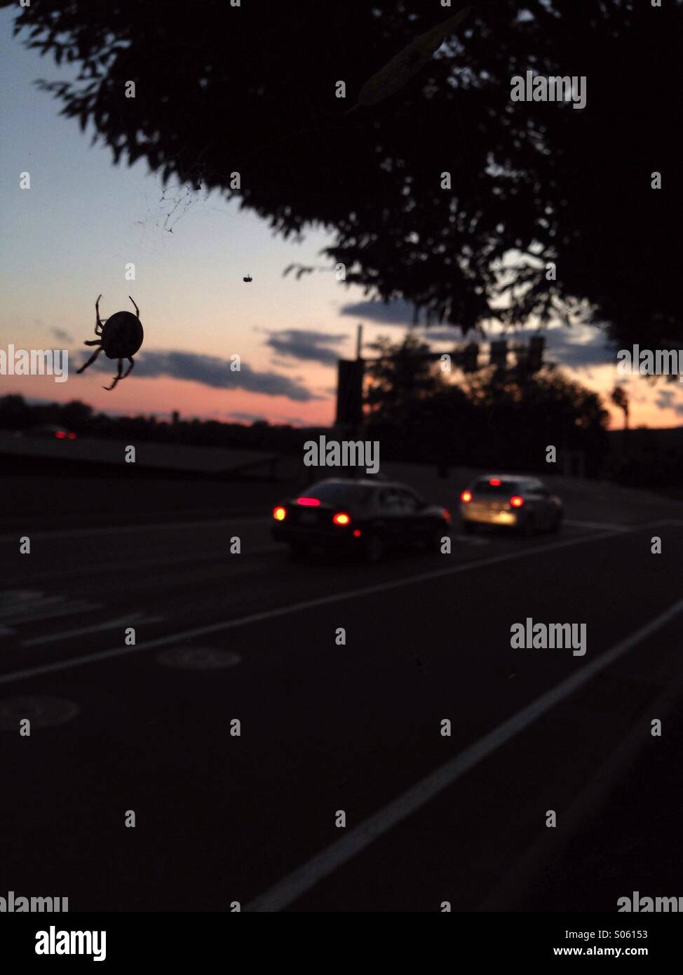 Living Together Spider Stock Photo Alamy