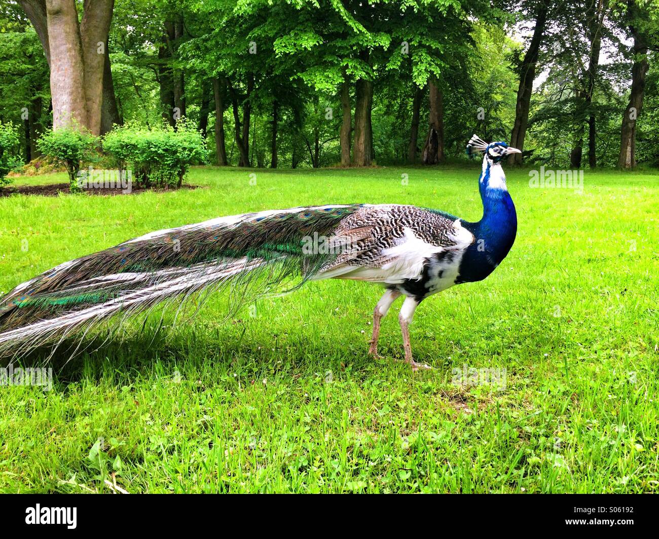 Peacock in the castle garden - Smartphone Captured Stock Image